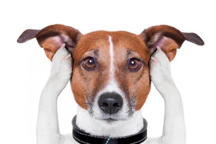 ¿Porque los ruidos fuertes  pueden alterar a tu perro?